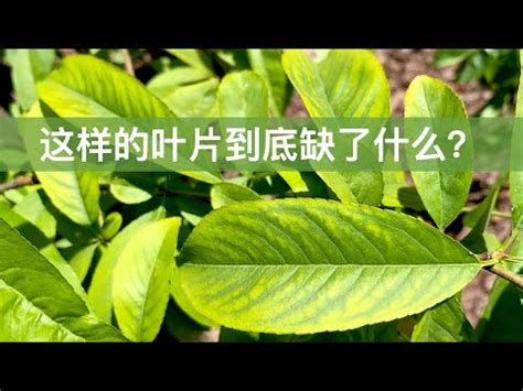 桂花葉子 枯黃 原因|桂花葉黃急救包